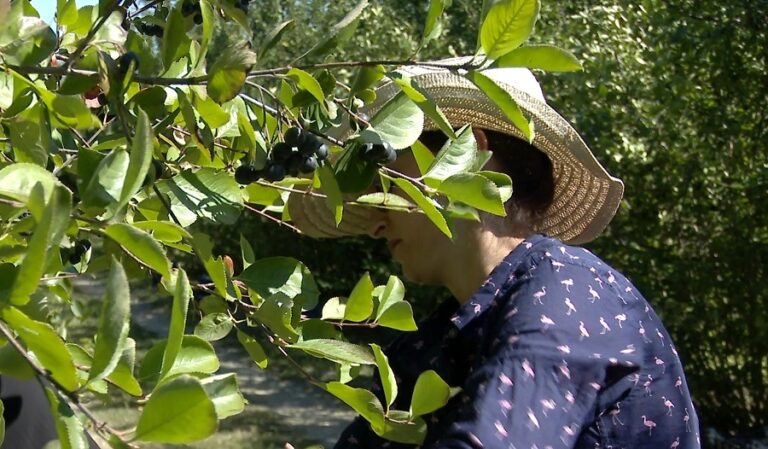 Aronia, cel mai sănătos fruct de pădure. Originar din America, frcutul este bogat în antioxidanţi şi vitamine