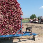 Un brand local la Mărăcineni. Ceapa roșie de apă, gata de livrare în piețe și supermarketuri