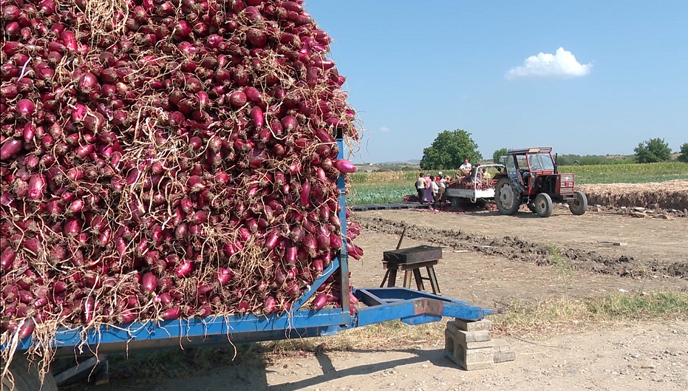 Un brand local la Mărăcineni. Ceapa roșie de apă, gata de livrare în piețe și supermarketuri