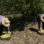 Criză de mere românești. Producția din 2025, la cel mai scăzut nivel din ultimii 8 ani