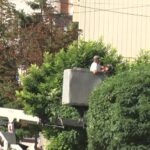 Schimbări în peisaj. Înlocuiri de arbuști ornamentali