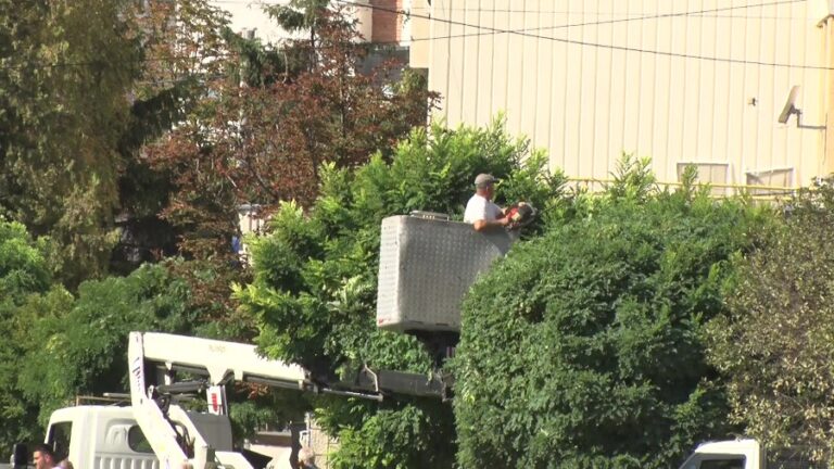 Schimbări în peisaj. Înlocuiri de arbuști ornamentali