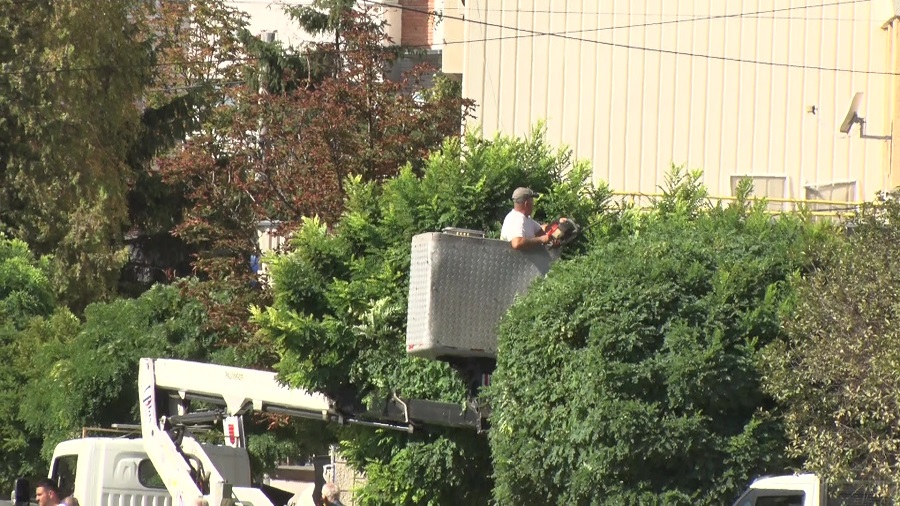 Schimbări în peisaj. Înlocuiri de arbuști ornamentali