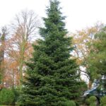 Bradul Municipal. Începe căutarea celor mai frumoși doi brazi de Crăciun