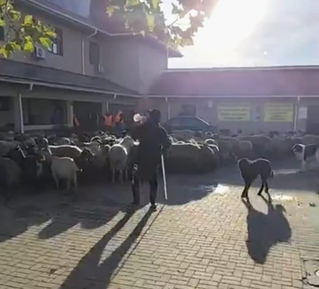 (VIDEO) Scandal cu oi, la Primăria Mărăcineni. A fost chemată Poliția. Primar: Activitatea a fost grav perturbată