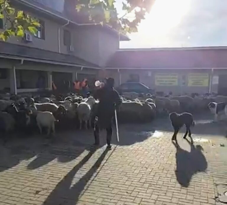 (VIDEO) Scandal cu oi, la Primăria Mărăcineni. A fost chemată Poliția. Primar: Activitatea a fost grav perturbată