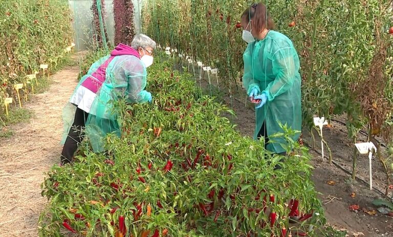 Cel mai iute ardei de pe glob. Se recoltează doar cu echipament de protecție