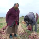 Cuplu din Buzău, exemplu de vitalitate. Au aproape 90 de ani dar nu se feresc de muncile câmpului