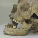 Prințesa de la Gherăseni. Diadema de aur