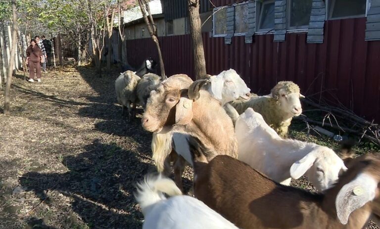 Afacere de succes lângă municipiul Buzău. Avantajele creșterii caprelor din rasa anglo-nubiană