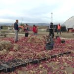 Recoltă bogată, pierderi uriașe. Fermierii distrug producția de ceapă, deoarece le lipsesc clienţii