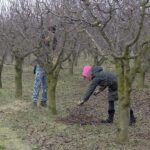 Frigul nu oprește munca în agricultură. Pomicultorii buzoieni pregătesc producția din acest an
