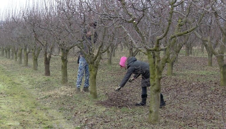 Frigul nu oprește munca în agricultură. Pomicultorii buzoieni pregătesc producția din acest an