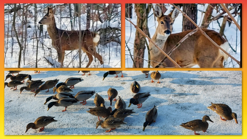 Oaspeți permanenți. Căprioarele se simt în siguranță în Crâng