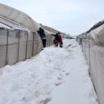 Solarii avariate de viscol. Pagube de sute de mii de euro, în bazinul legumicol Glodeanu Sărat