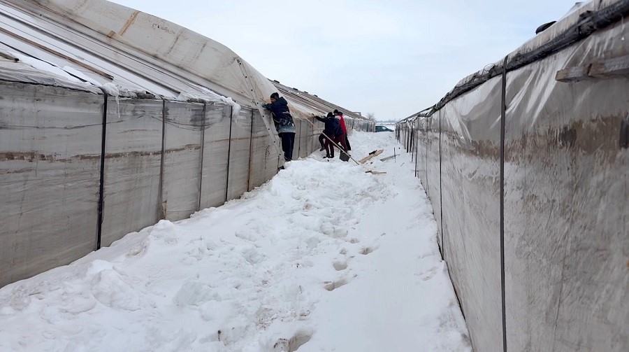 Solarii avariate de viscol. Pagube de sute de mii de euro, în bazinul legumicol Glodeanu Sărat