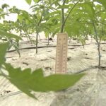 Costuri uriașe pentru încălzirea solariilor. Cât ar putea costa, la primăvară, primele roșii românești