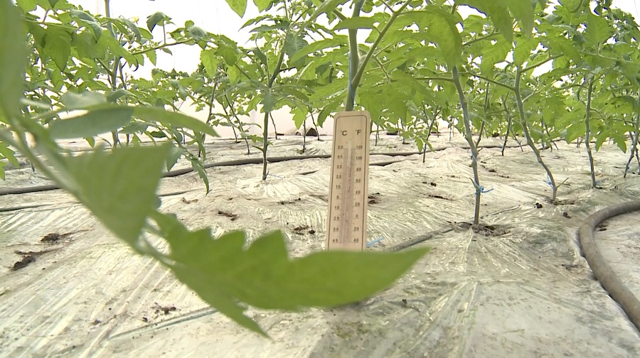 Costuri uriașe pentru încălzirea solariilor. Cât ar putea costa, la primăvară, primele roșii românești