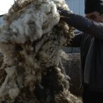 Nu au cui s-o vândă! Crescătorii de oi aruncă lâna la gunoi