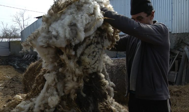Nu au cui s-o vândă! Crescătorii de oi aruncă lâna la gunoi