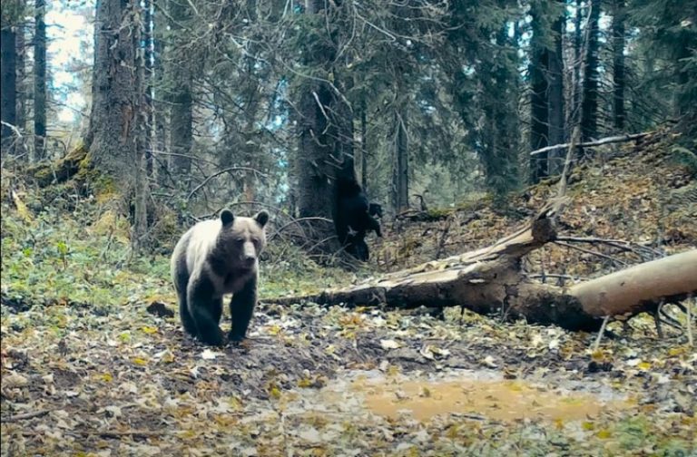 Pagube de aproape o jumătate de milion de lei. Proprietari despăgubiți după ce urșii le-au invadat gospodăriile