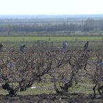 Nou trend pe rețelele sociale. Clipuri video virale cu lucrări agricole de sezon