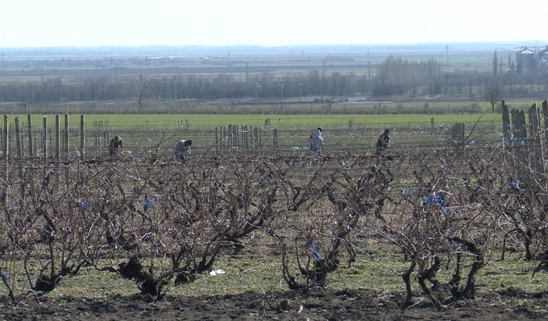 Nou trend pe rețelele sociale. Clipuri video virale cu lucrări agricole de sezon