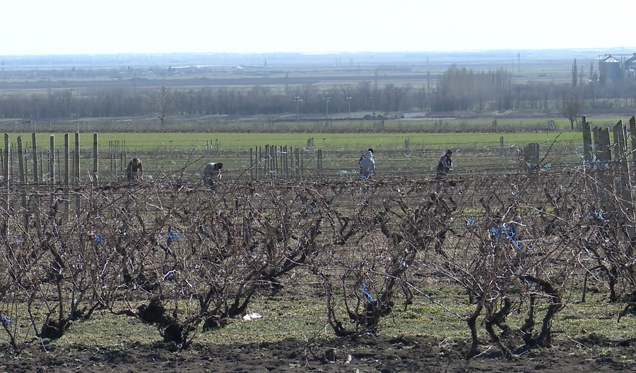 Nou trend pe rețelele sociale. Clipuri video virale cu lucrări agricole de sezon