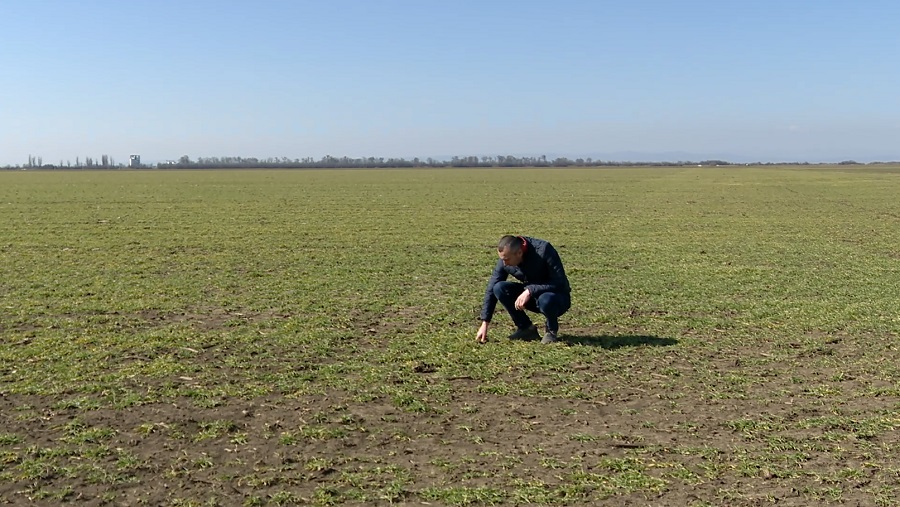 An promițător pentru agricultură. Ninsorile repetate au redus deficitul de apă din sol