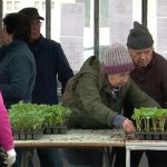 Forfotă la Experimentală. Răsadurile de tomate, cele mai căutate