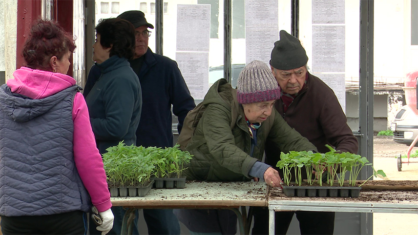 Forfotă la Experimentală. Răsadurile de tomate, cele mai căutate