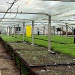 Răsaduri livrate prin curier. Comenzi din toată țara pentru produsele Experimentalei