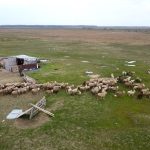 Primăvară cu probleme în oierit. Criza de ciobani pune presiune pe fermieri