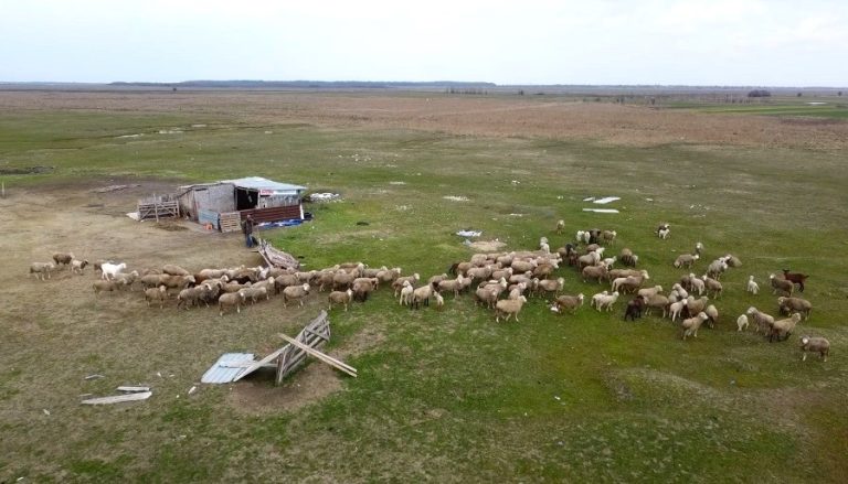 Primăvară cu probleme în oierit. Criza de ciobani pune presiune pe fermieri