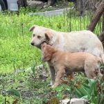 Câinii liberi. Maidanezii Buzăului se bucură de libertate deplină