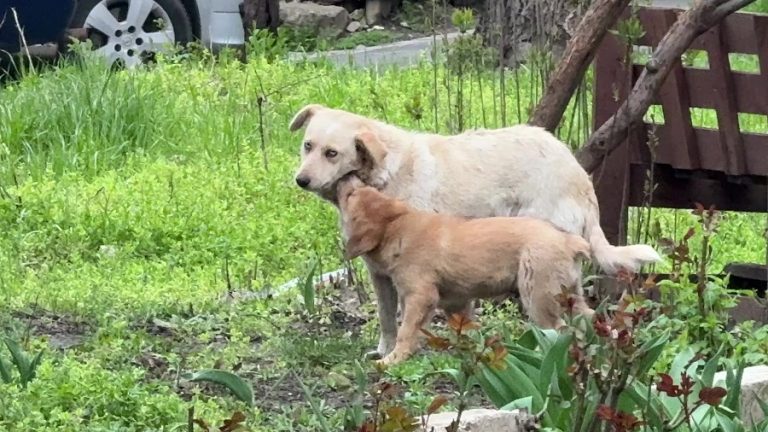 Câinii liberi. Maidanezii Buzăului se bucură de libertate deplină