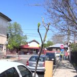 Apel public: „Nu mai rupeți puieții!”