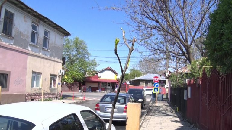 Apel public: „Nu mai rupeți puieții!”