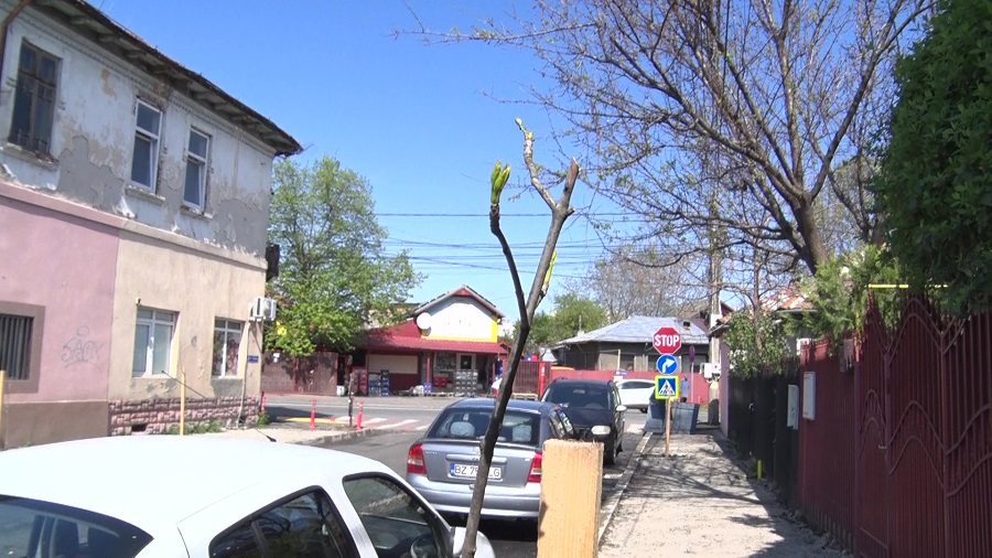 Apel public: „Nu mai rupeți puieții!”