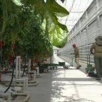 Seră ecologică lângă Rm. Sărat. Roșii bio, produse cu utilaje din Olanda și muncitori din Asia