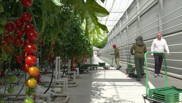 Seră ecologică lângă Rm. Sărat. Roșii bio, produse cu utilaje din Olanda și muncitori din Asia