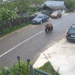 Panică în Blăjani. Un urs s-a plimbat nestingherit prin centrul comunei