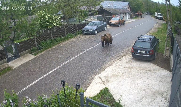 Panică în Blăjani. Un urs s-a plimbat nestingherit prin centrul comunei