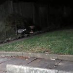 Prezență inedită. Un bursuc pune pe jar locatarii unui bloc din Rm. Sărat