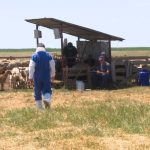 Focar de variolă ovină și caprină. Peste 1.800 de ovine și capre vor fi sacrificate la Padina