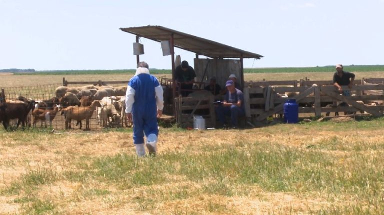 Focar de variolă ovină și caprină. Peste 1.800 de ovine și capre vor fi sacrificate la Padina