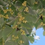 Insecte enervante. Cauzele care au favorizat „invazia” fluturilor maronii în orașe