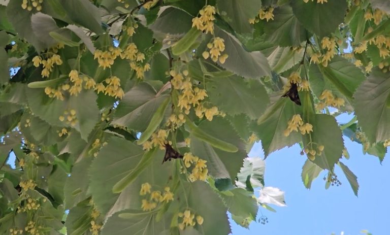 Insecte enervante. Cauzele care au favorizat „invazia” fluturilor maronii în orașe