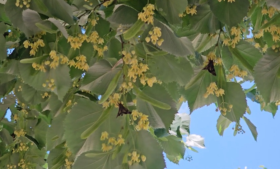 Insecte enervante. Cauzele care au favorizat „invazia” fluturilor maronii în orașe