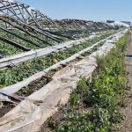 Situație critică la Glodeanu Sărat. Zeci de solarii, distruse de vijelie în mai puțin de 10 minute